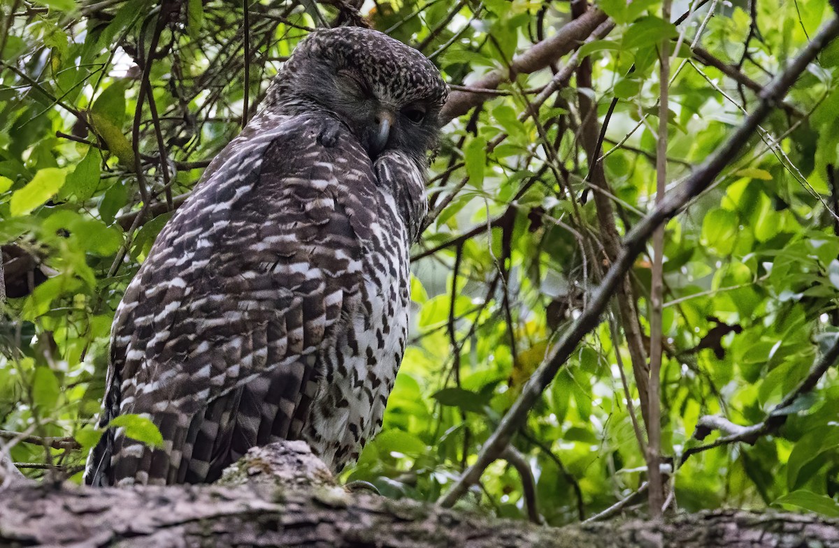 Powerful Owl - Chris Barnes