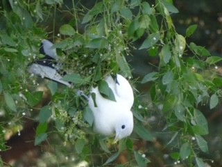 Torresian Imperial-Pigeon - ML623097906