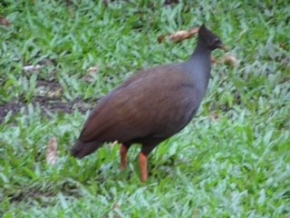 Orange-footed Megapode - ML623097962