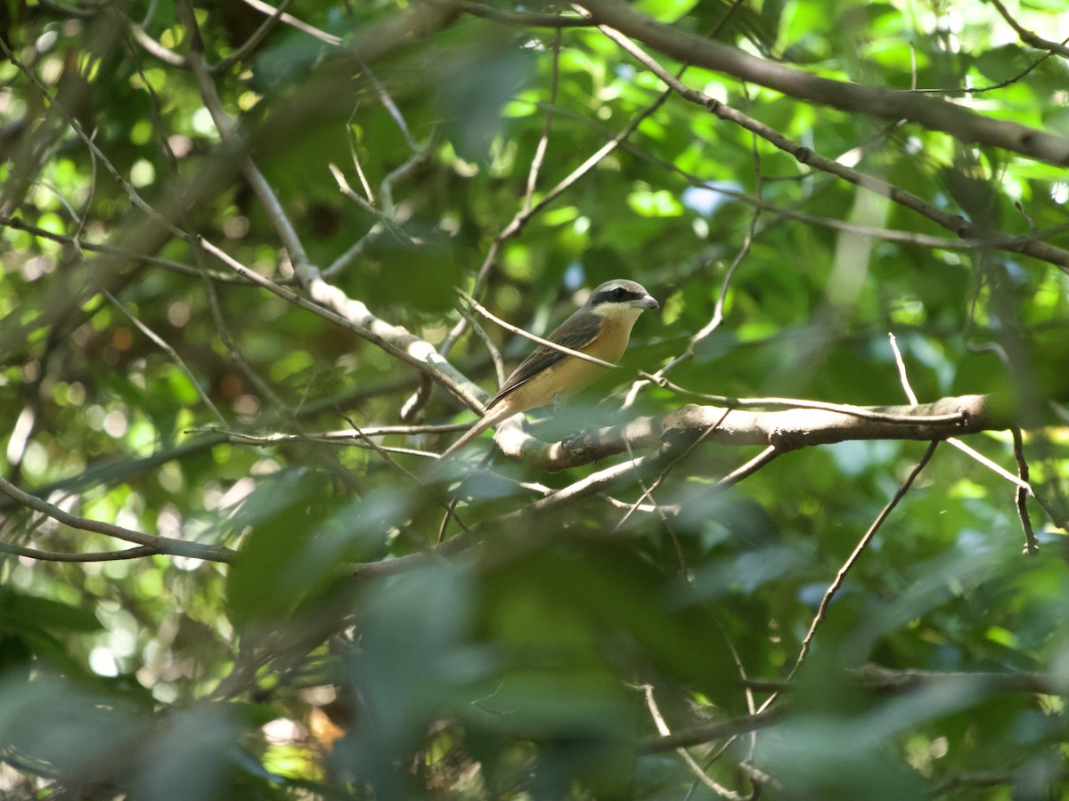 Brown Shrike (Philippine) - ML623097988