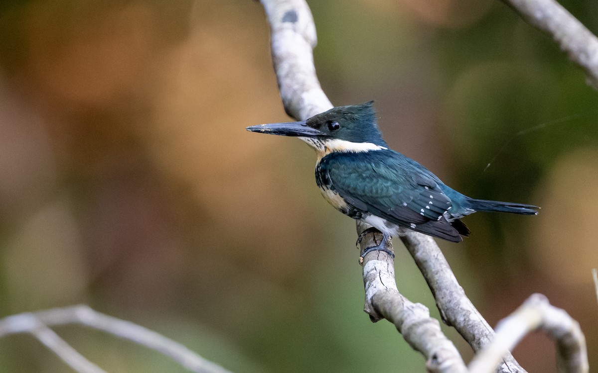 Green Kingfisher - ML623098072