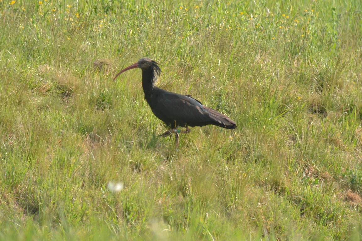 ibis skalní - ML623098084