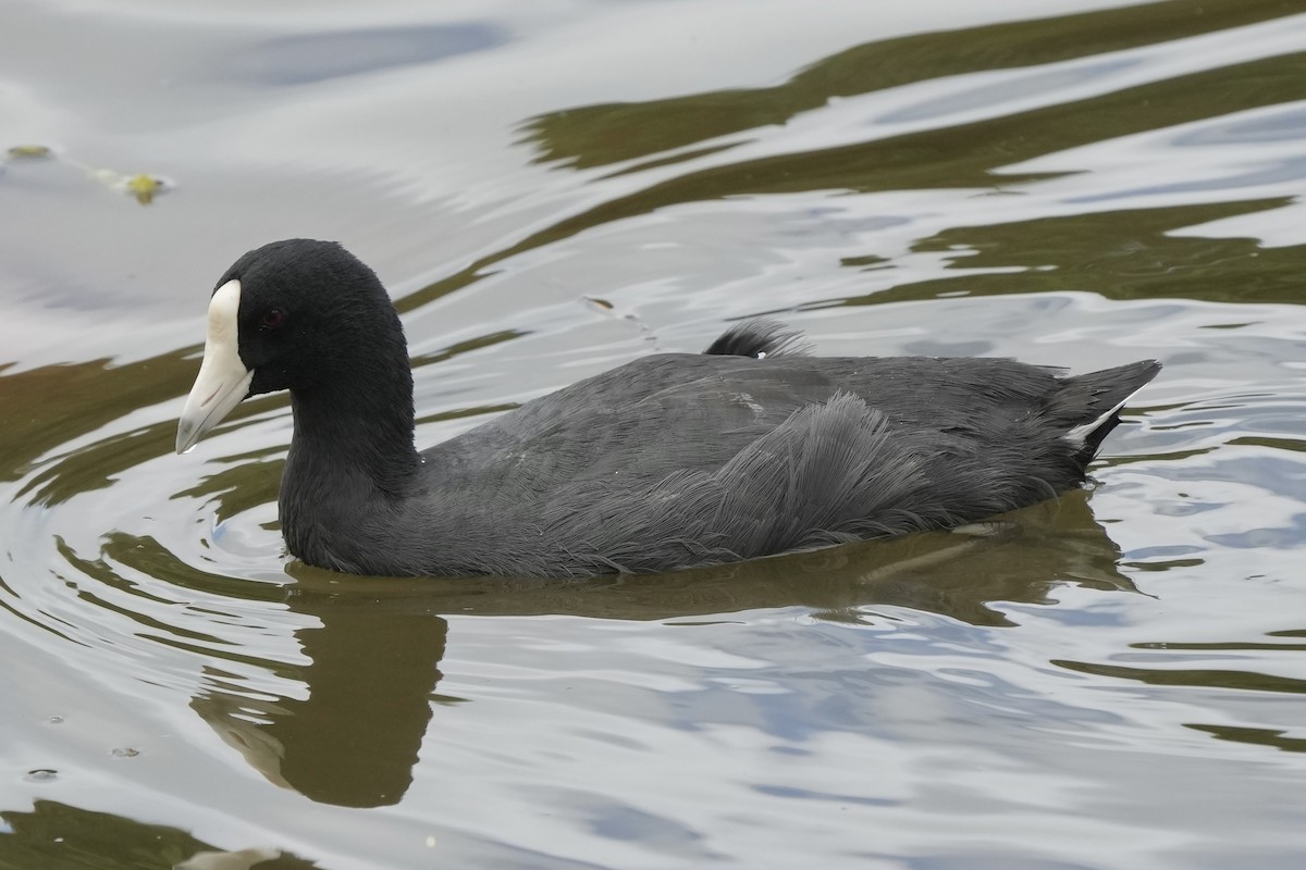 Hawaiian Coot - ML623098089