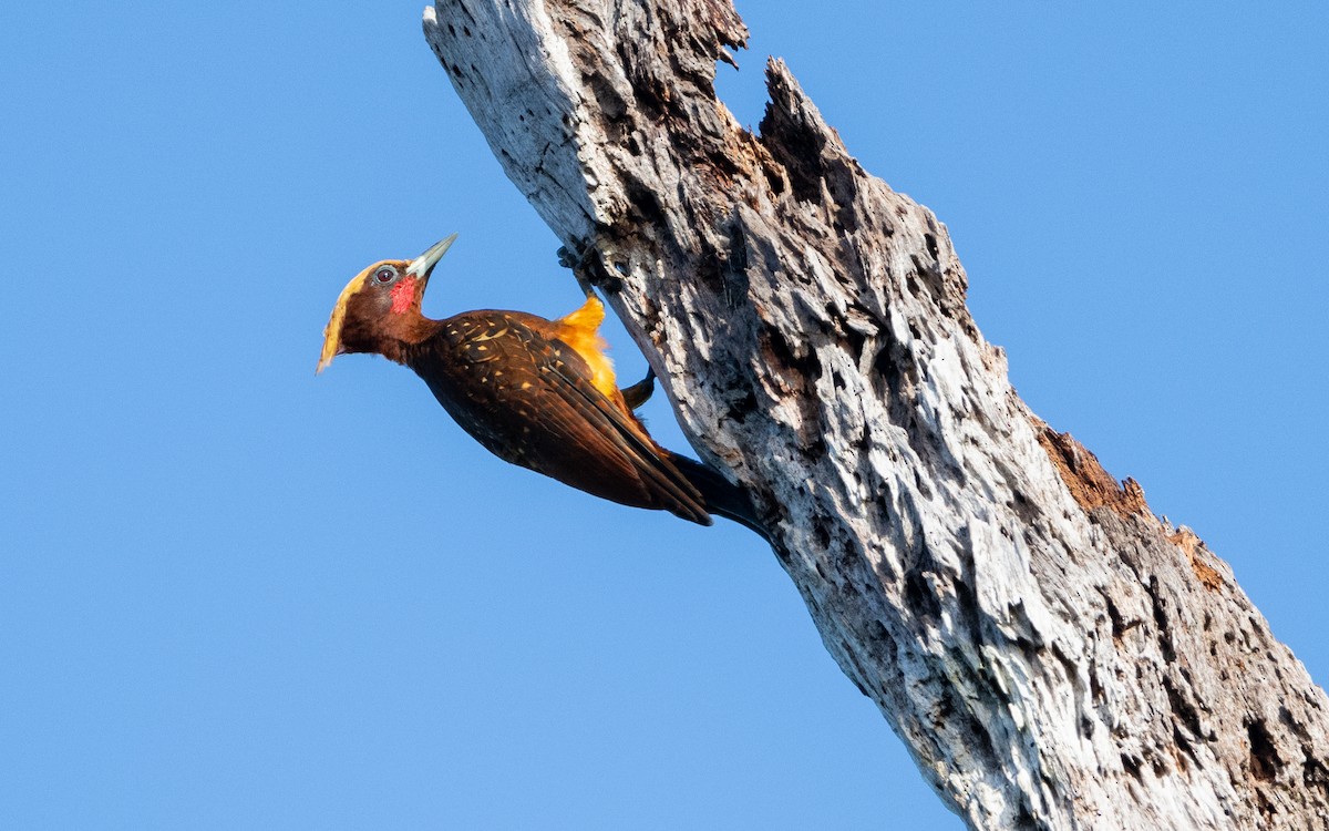 Chestnut Woodpecker - Serge Horellou