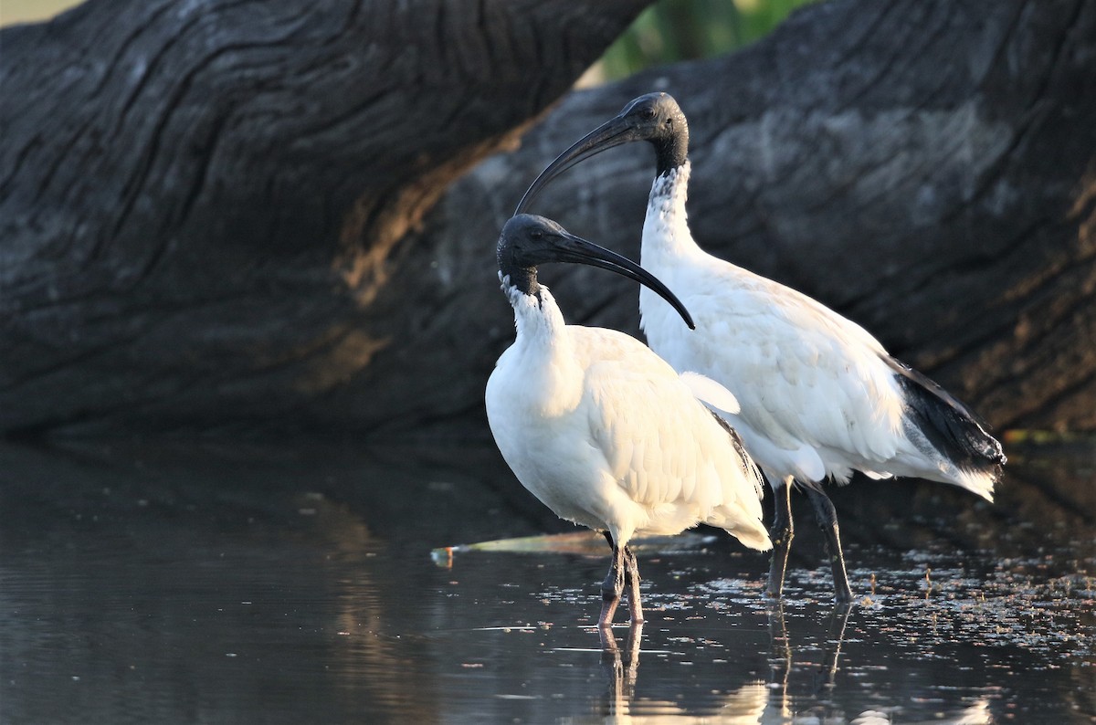 Ibis à cou noir - ML623098255