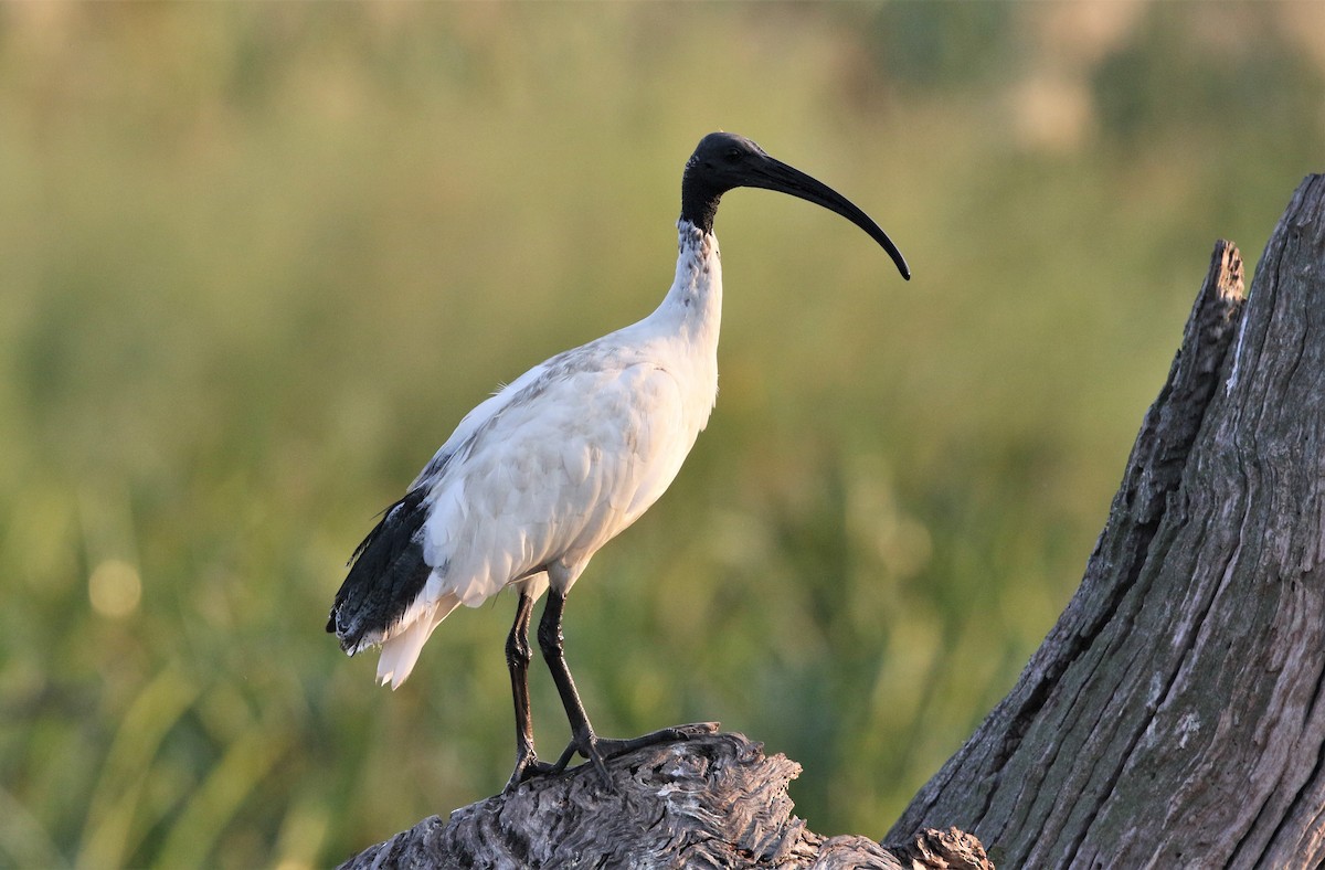 Ibis à cou noir - ML623098256