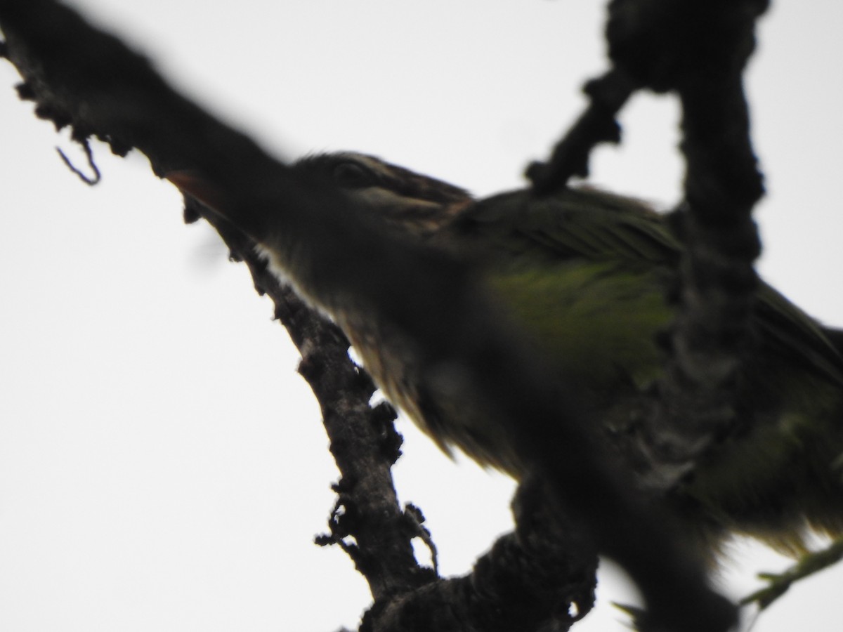 White-cheeked Barbet - ML623098290