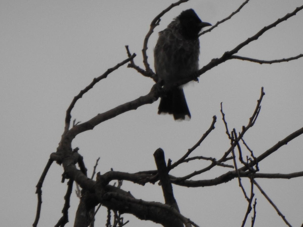 Red-vented Bulbul - ML623098291