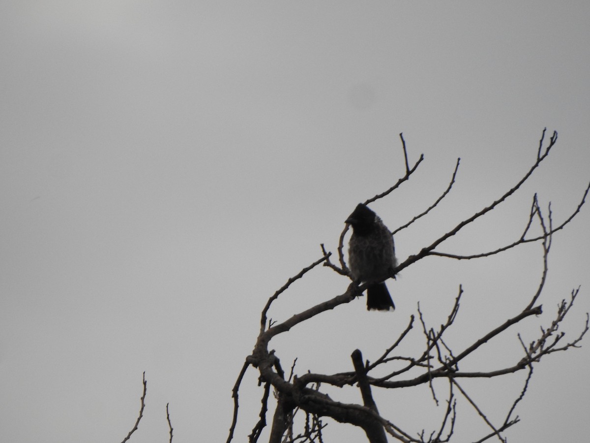 Red-vented Bulbul - ML623098292