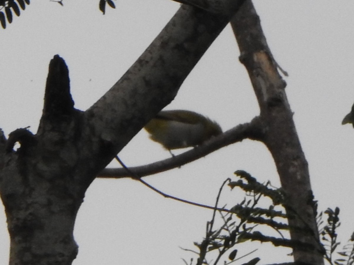 Indian White-eye - ML623098293
