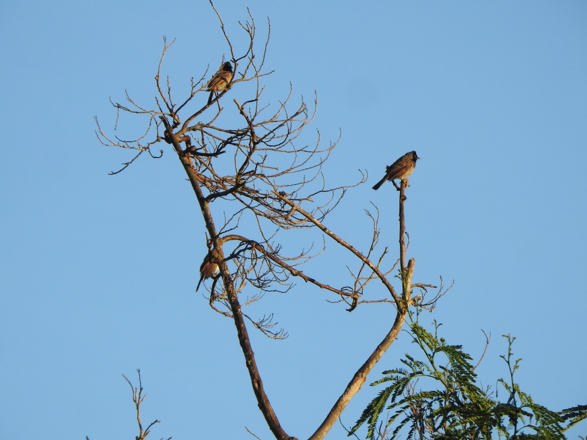 Red-vented Bulbul - ML623098323