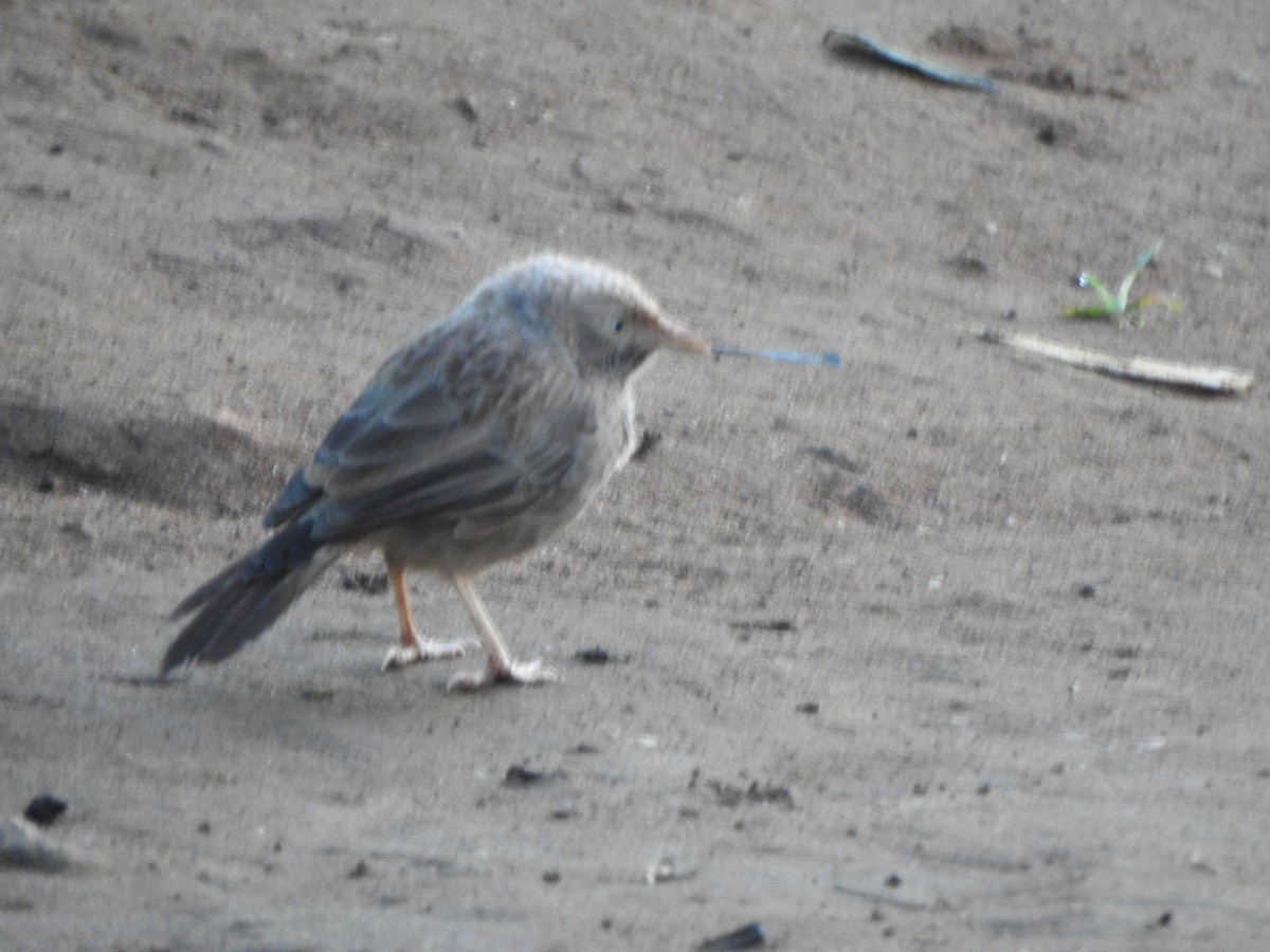 Yellow-billed Babbler - ML623098326
