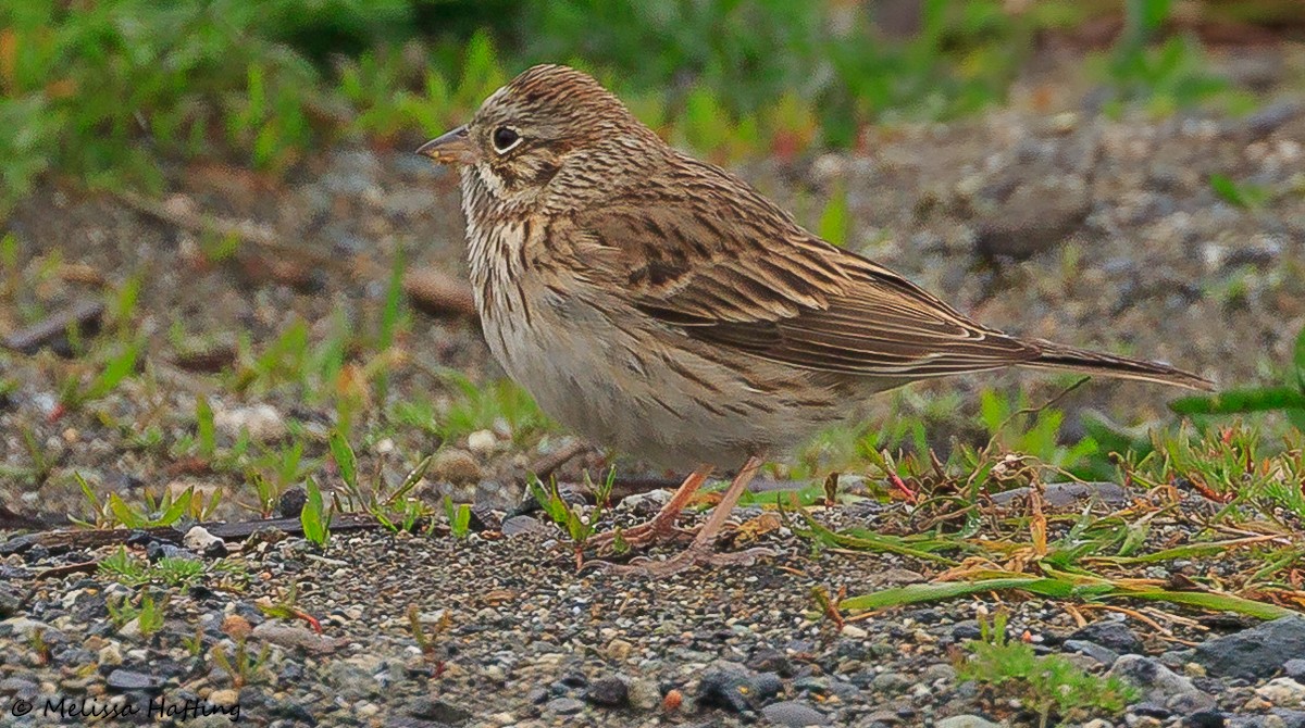 Vesper Sparrow - ML623098393