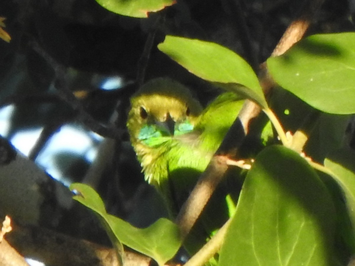 Jerdon's Leafbird - ML623098447