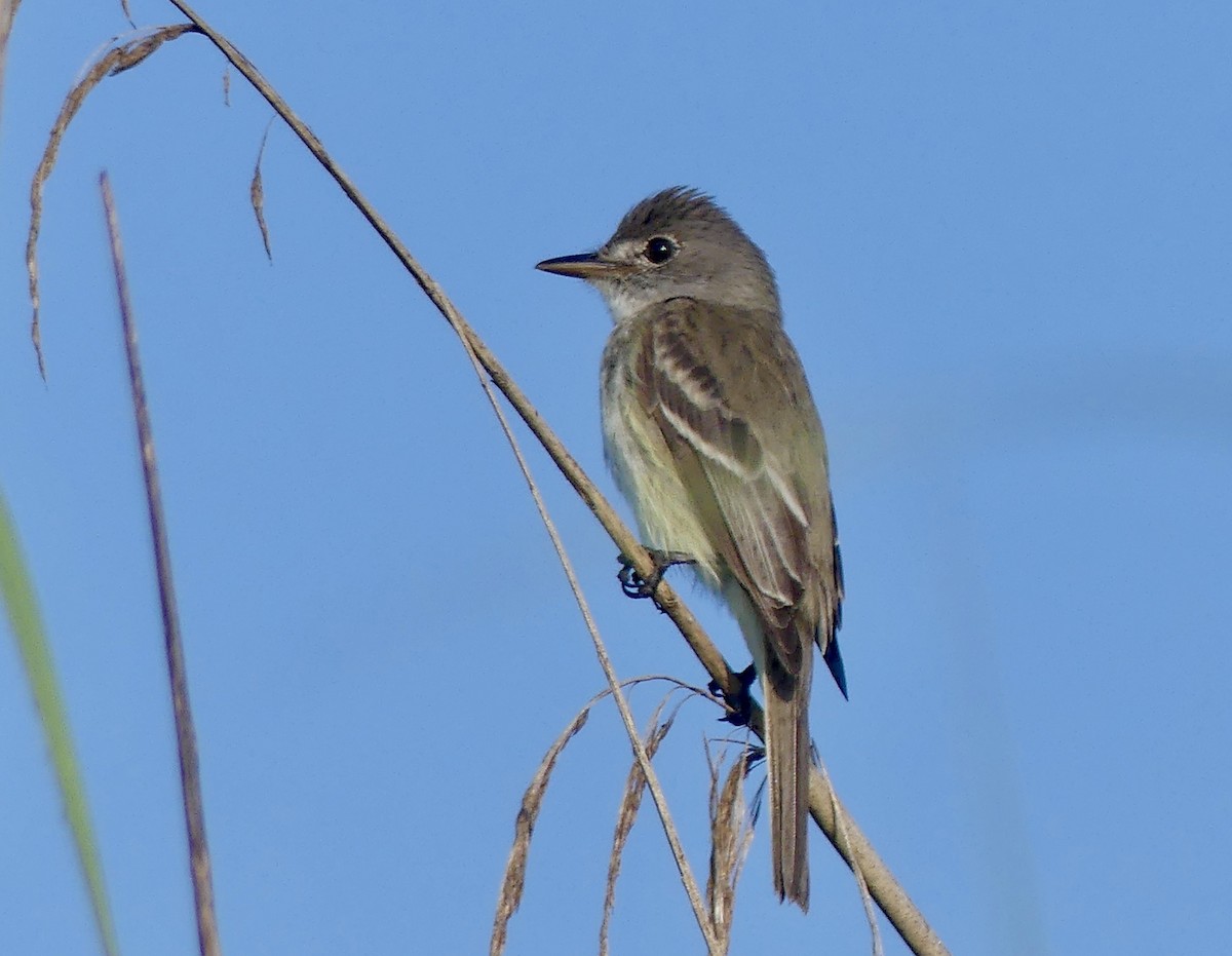 Willow Flycatcher - ML623098487