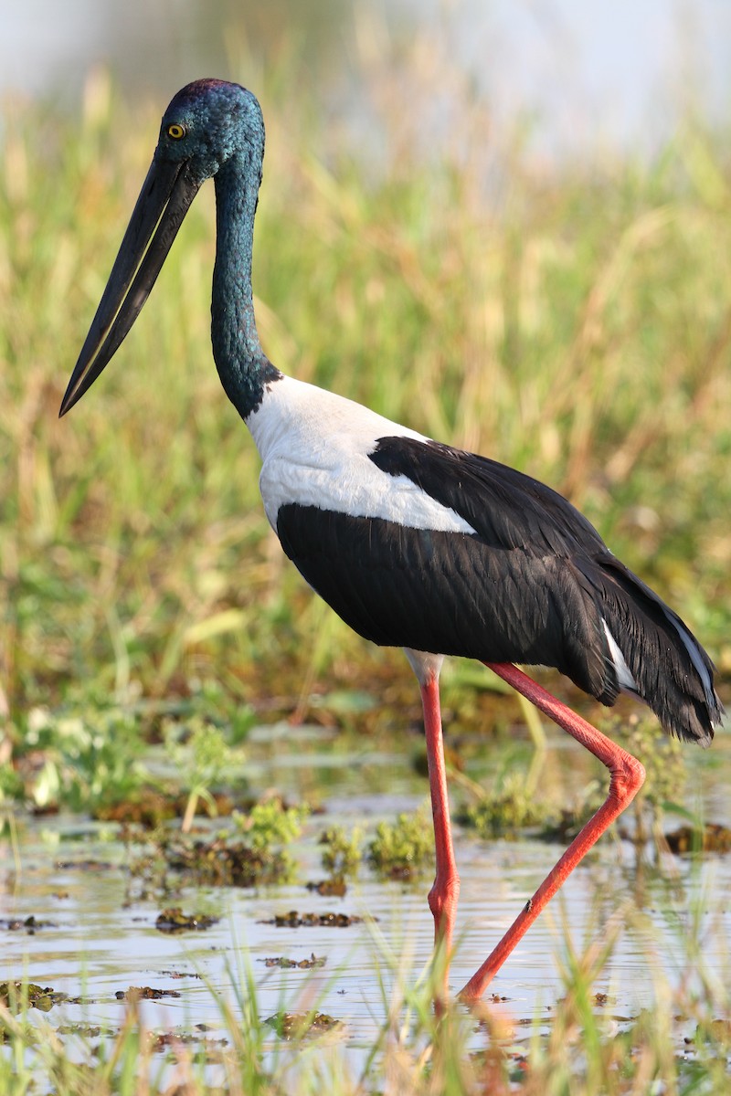 Black-necked Stork - ML623098504