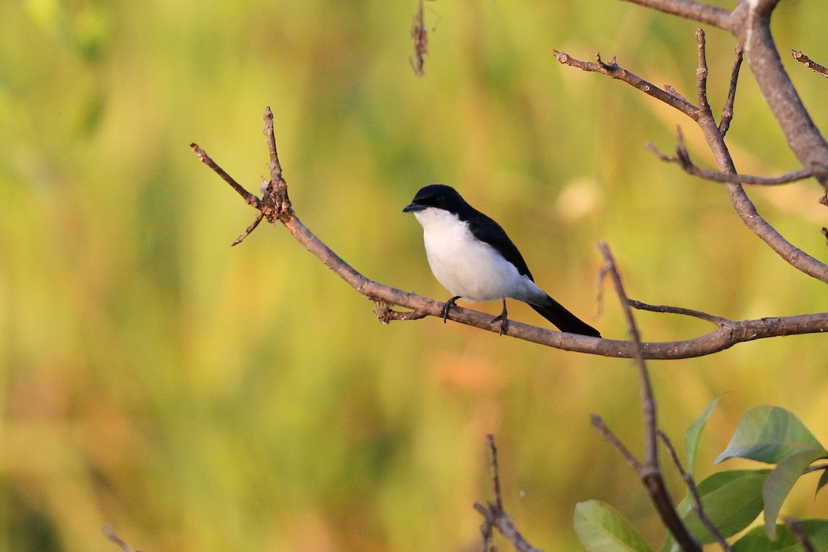 Paperbark Flycatcher - ML623098537