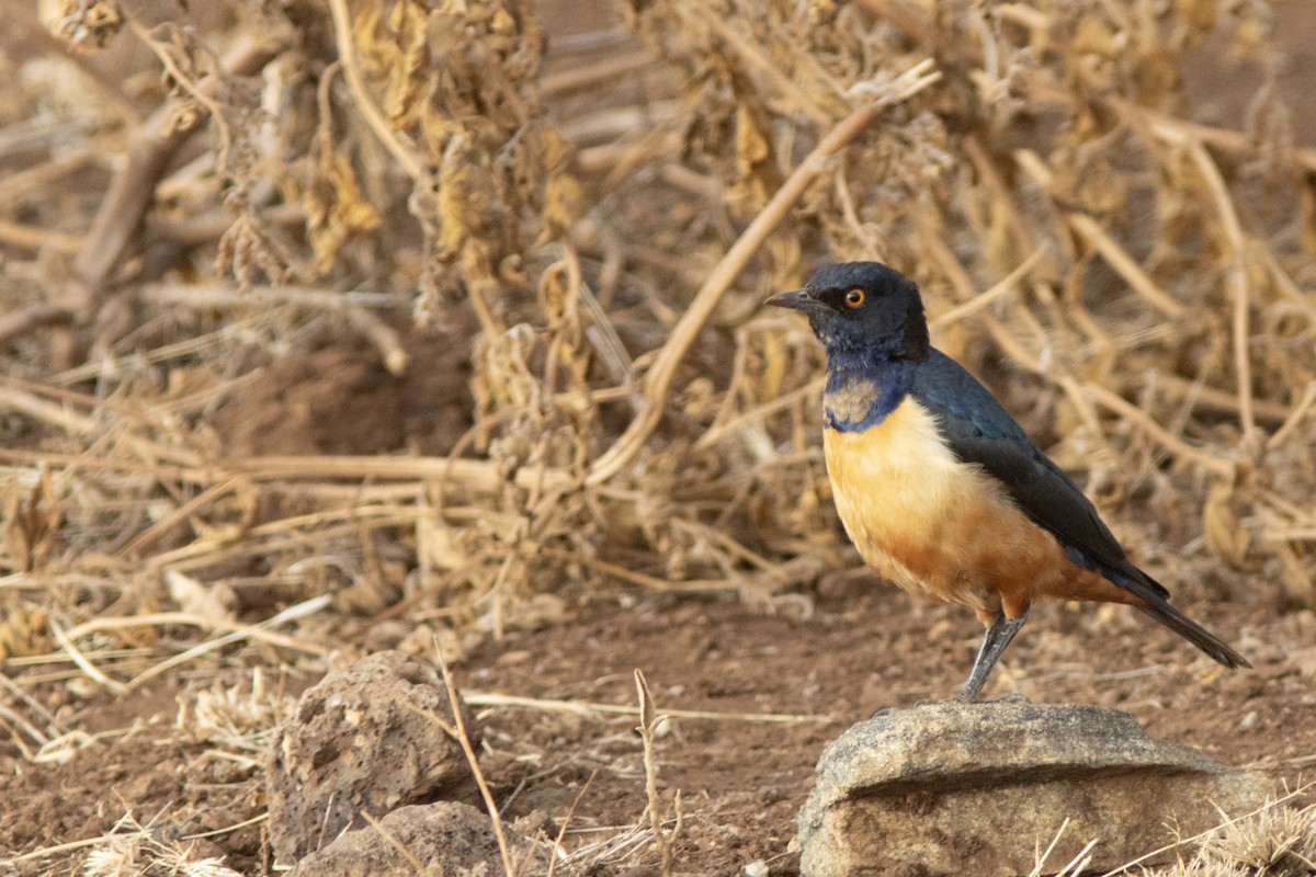 Hildebrandt's Starling - Volkan Donbaloglu