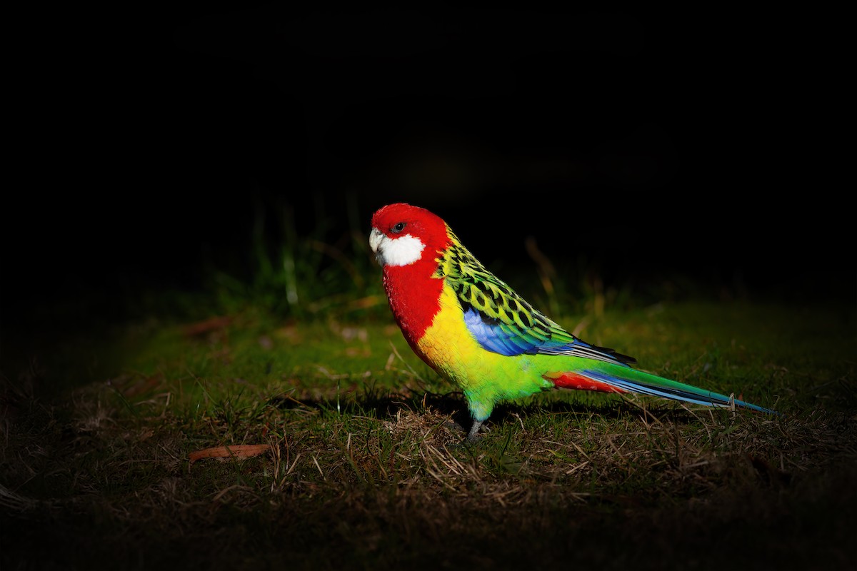 Eastern Rosella - ML623098602