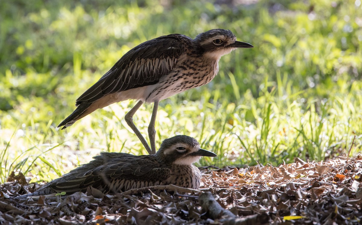 Bush Thick-knee - ML623098609