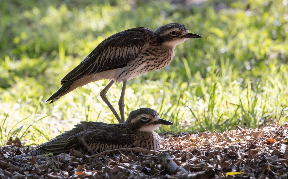 Bush Thick-knee - ML623098610