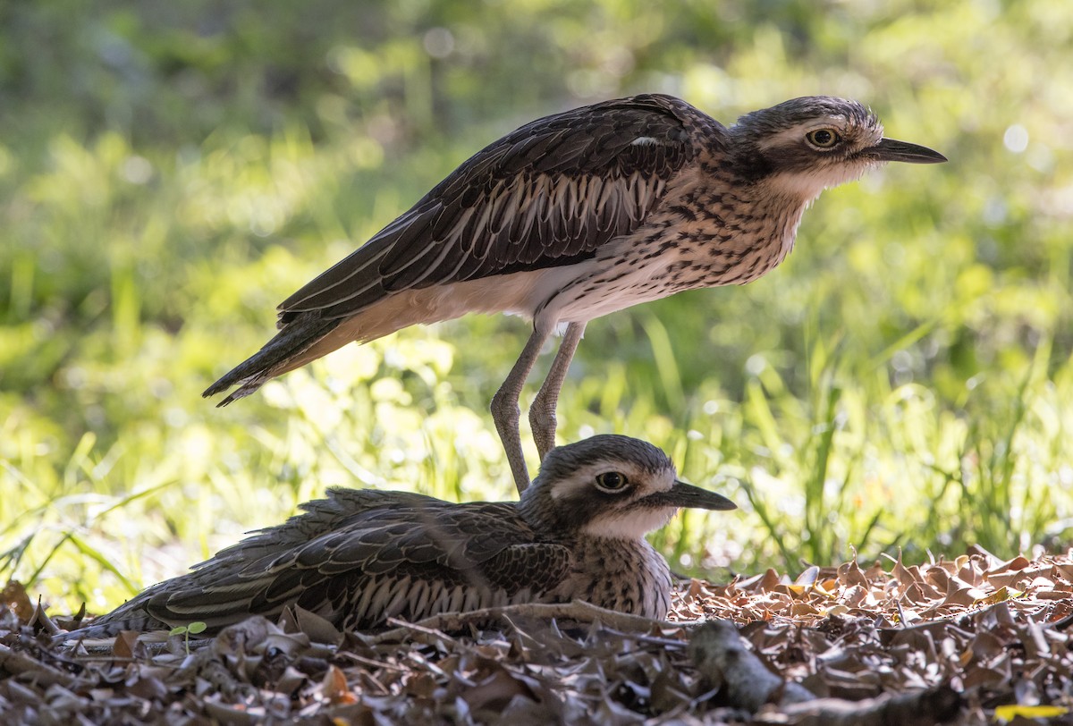 Bush Thick-knee - ML623098611