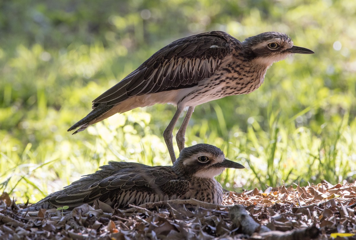 Bush Thick-knee - ML623098612