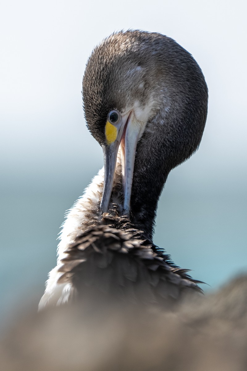 Pied Cormorant - ML623098644