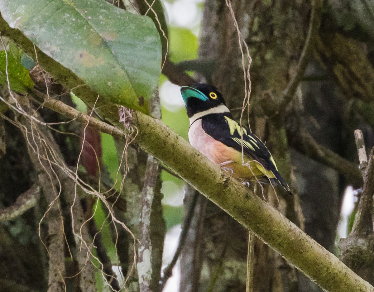 Black-and-yellow Broadbill - ML623098683