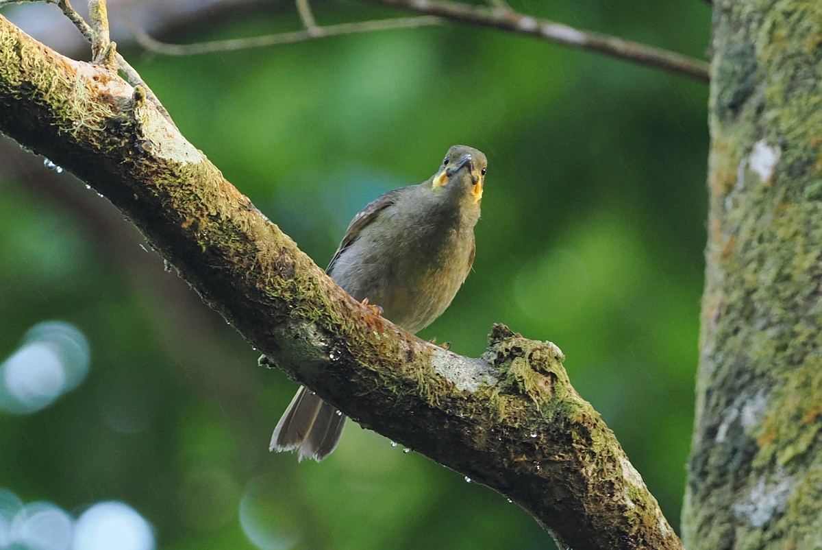 Eastern Wattled-Honeyeater - ML623098689