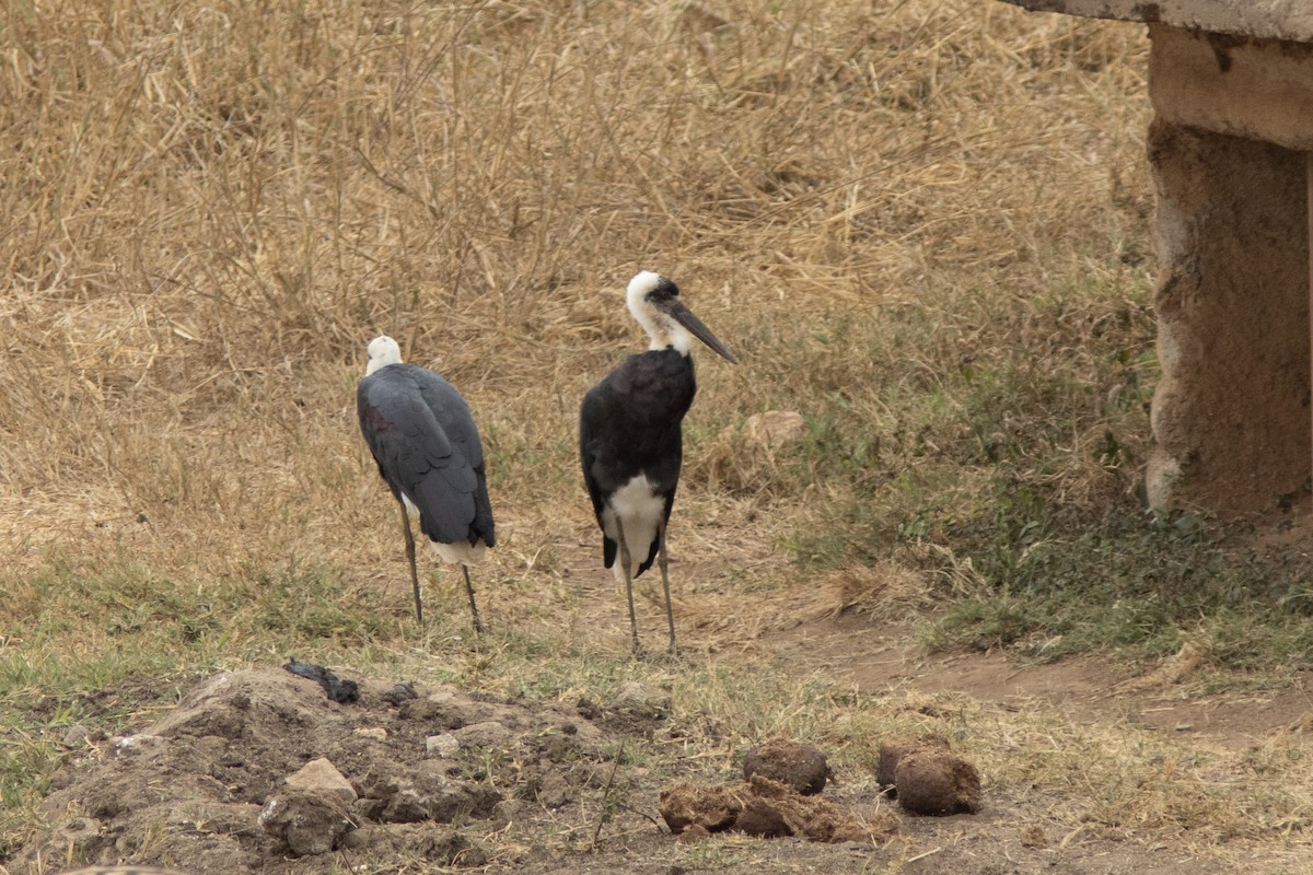 Afrika-Wollhalsstorch - ML623098730