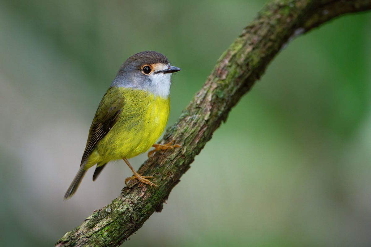 Pale-yellow Robin - ML623098733
