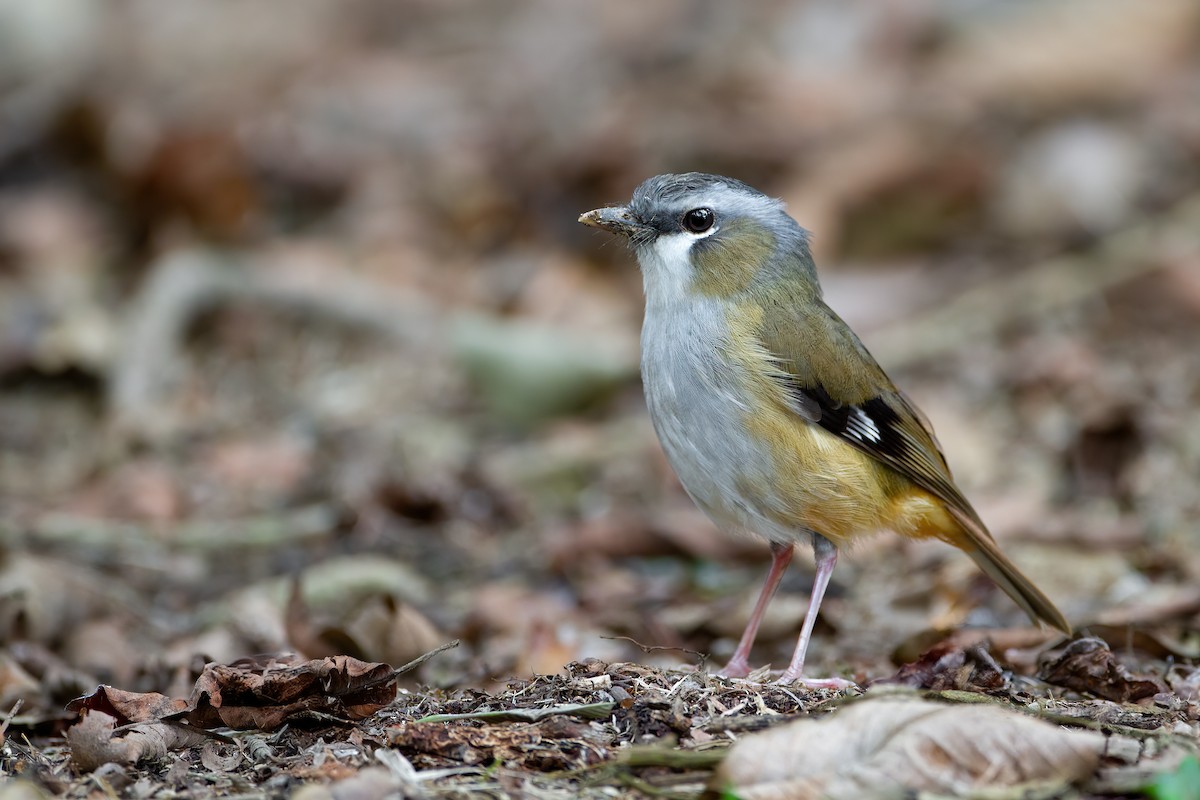 Gray-headed Robin - JJ Harrison