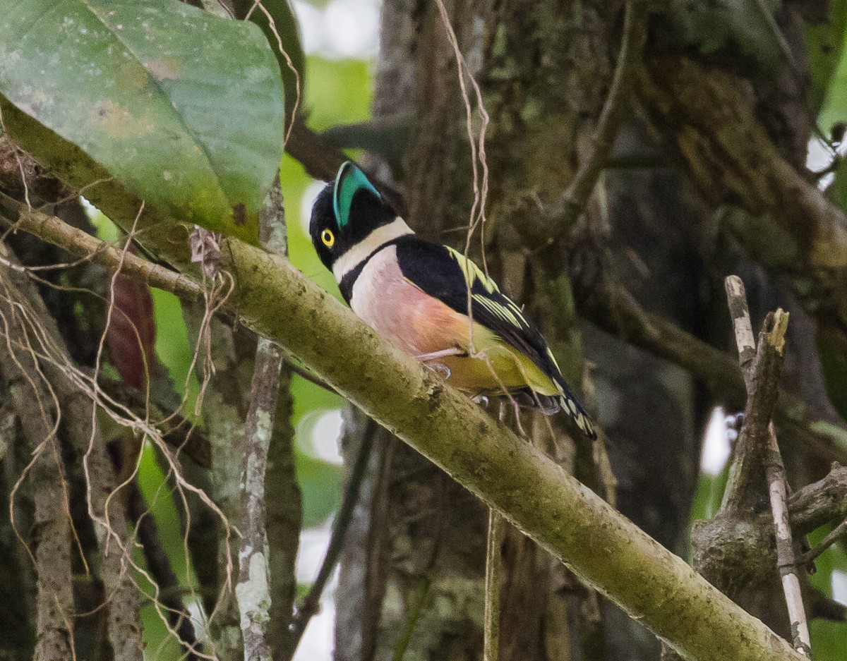 Black-and-yellow Broadbill - ML623098744