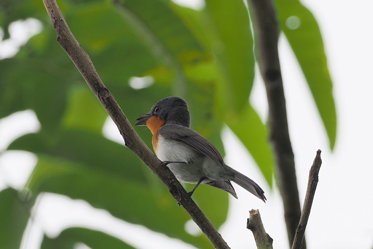 Samoan Flycatcher - ML623098748