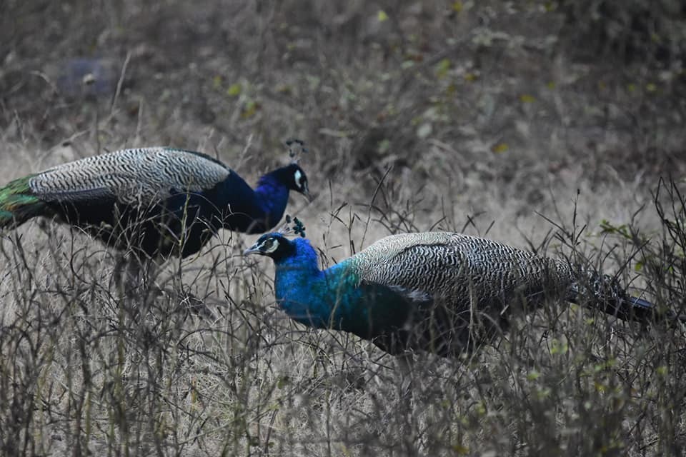 Indian Peafowl - ML623098826