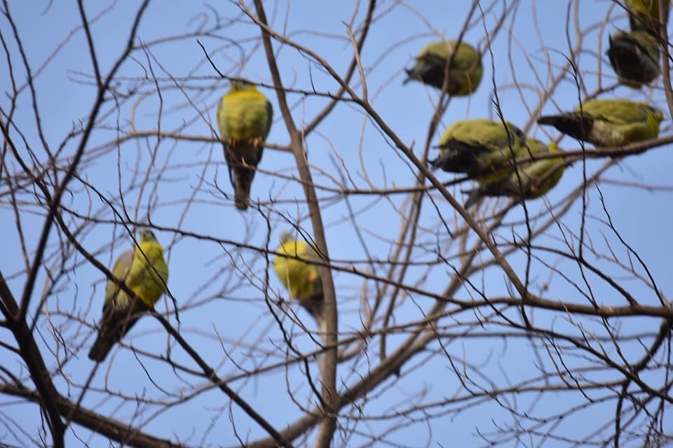 Yellow-footed Green-Pigeon - ML623098837