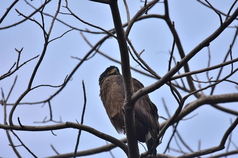 Crested Serpent-Eagle - ML623098840