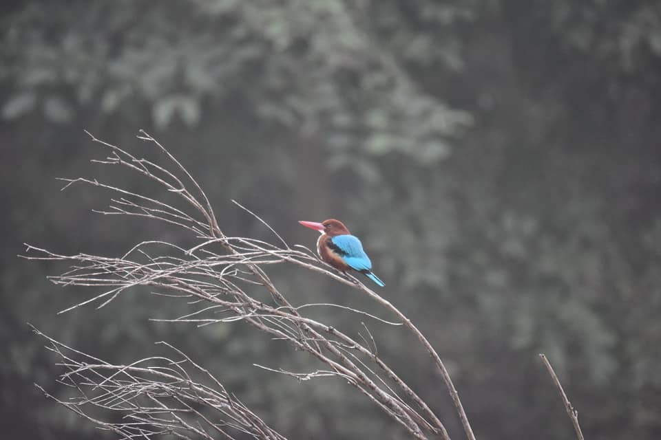 White-throated Kingfisher - ML623098842