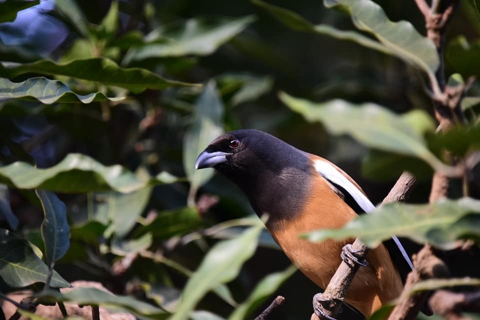 Rufous Treepie - ML623098853