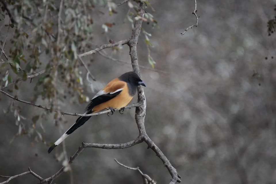 Rufous Treepie - ML623098854