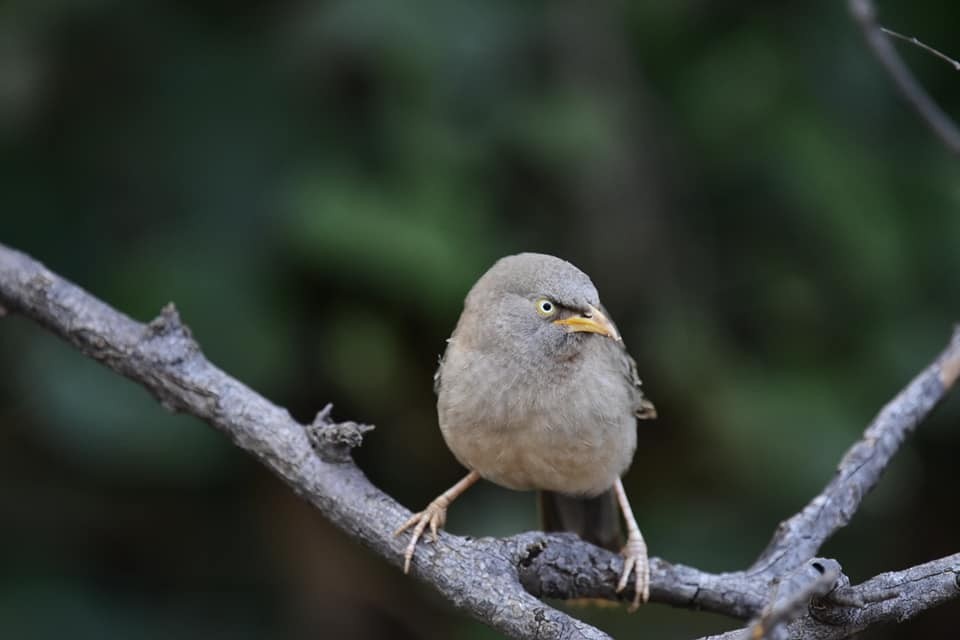 Large Gray Babbler - ML623098857