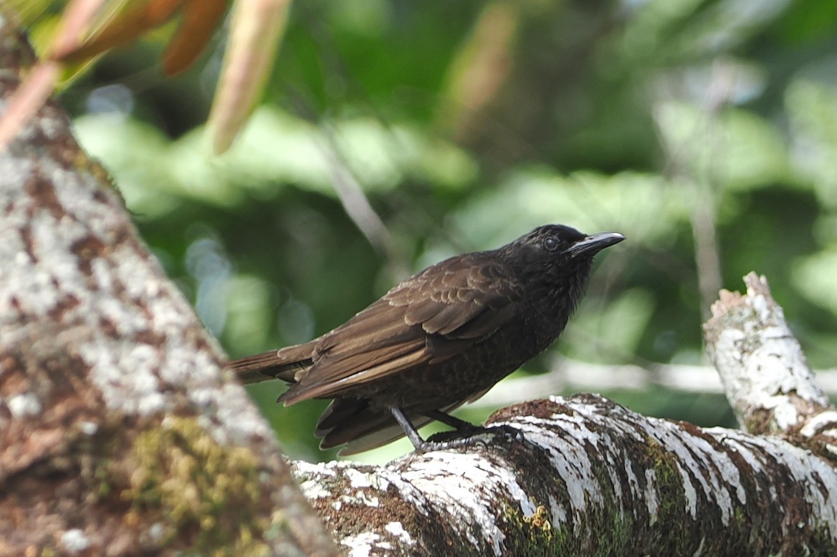 Samoan Starling - ML623098870