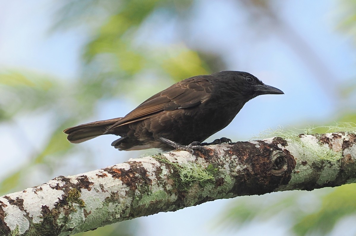 Samoan Starling - ML623098871