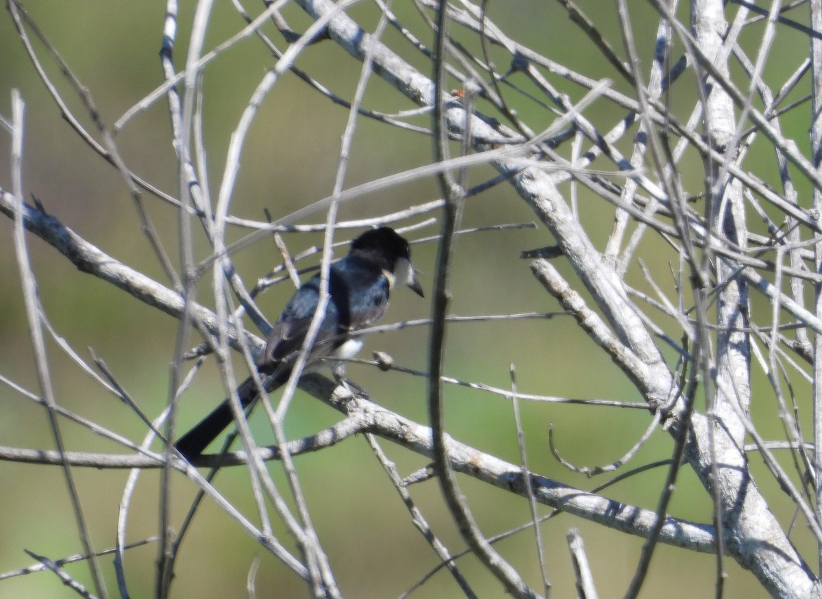 Paperbark Flycatcher - ML623098880