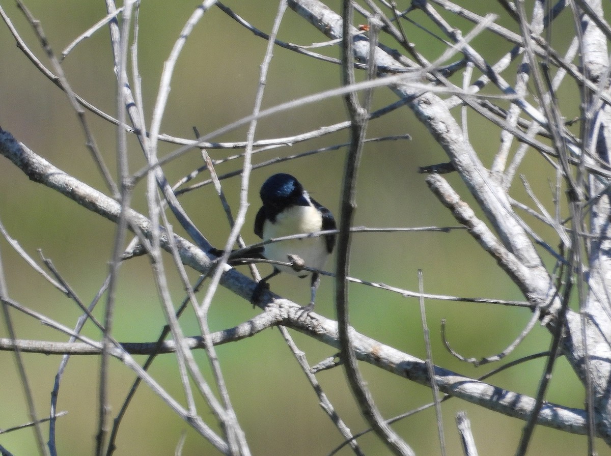 Paperbark Flycatcher - ML623098881