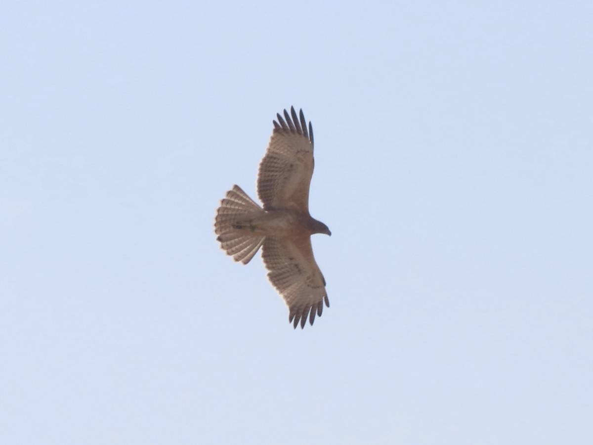 Bonelli's Eagle - ML623098895