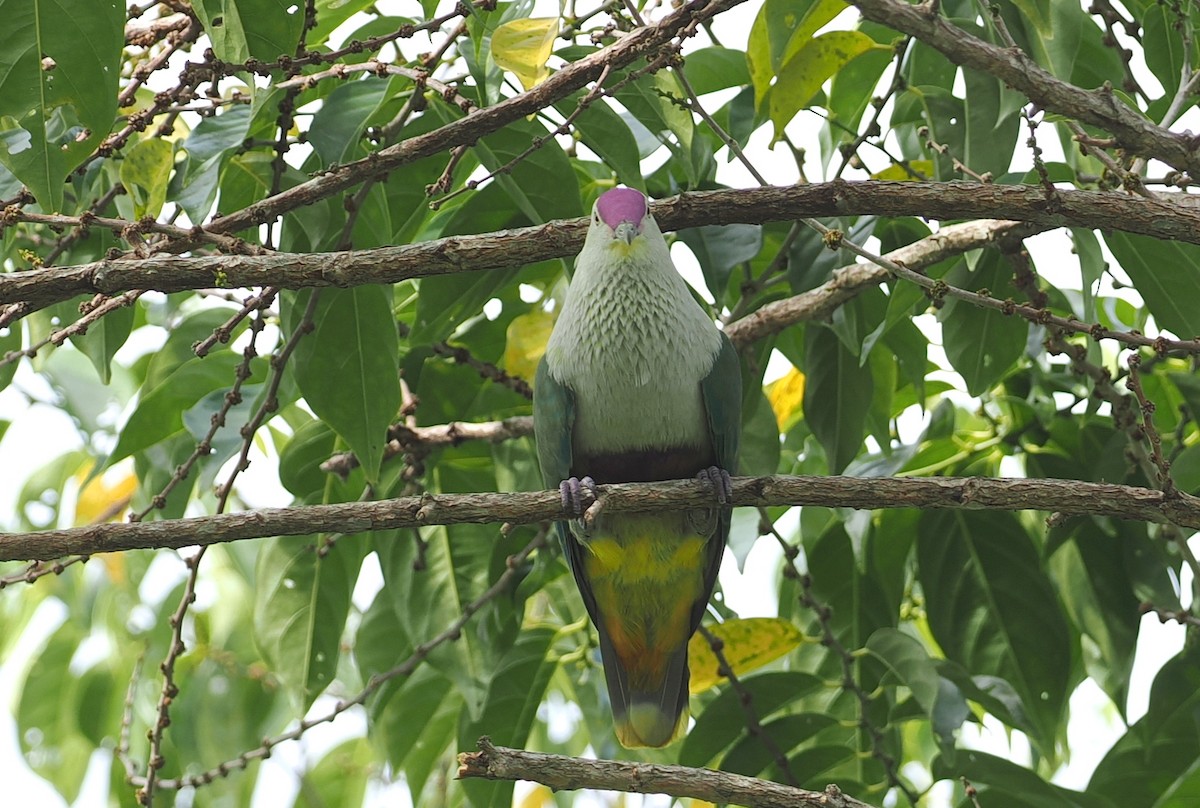 Crimson-crowned Fruit-Dove (Samoan) - ML623098917