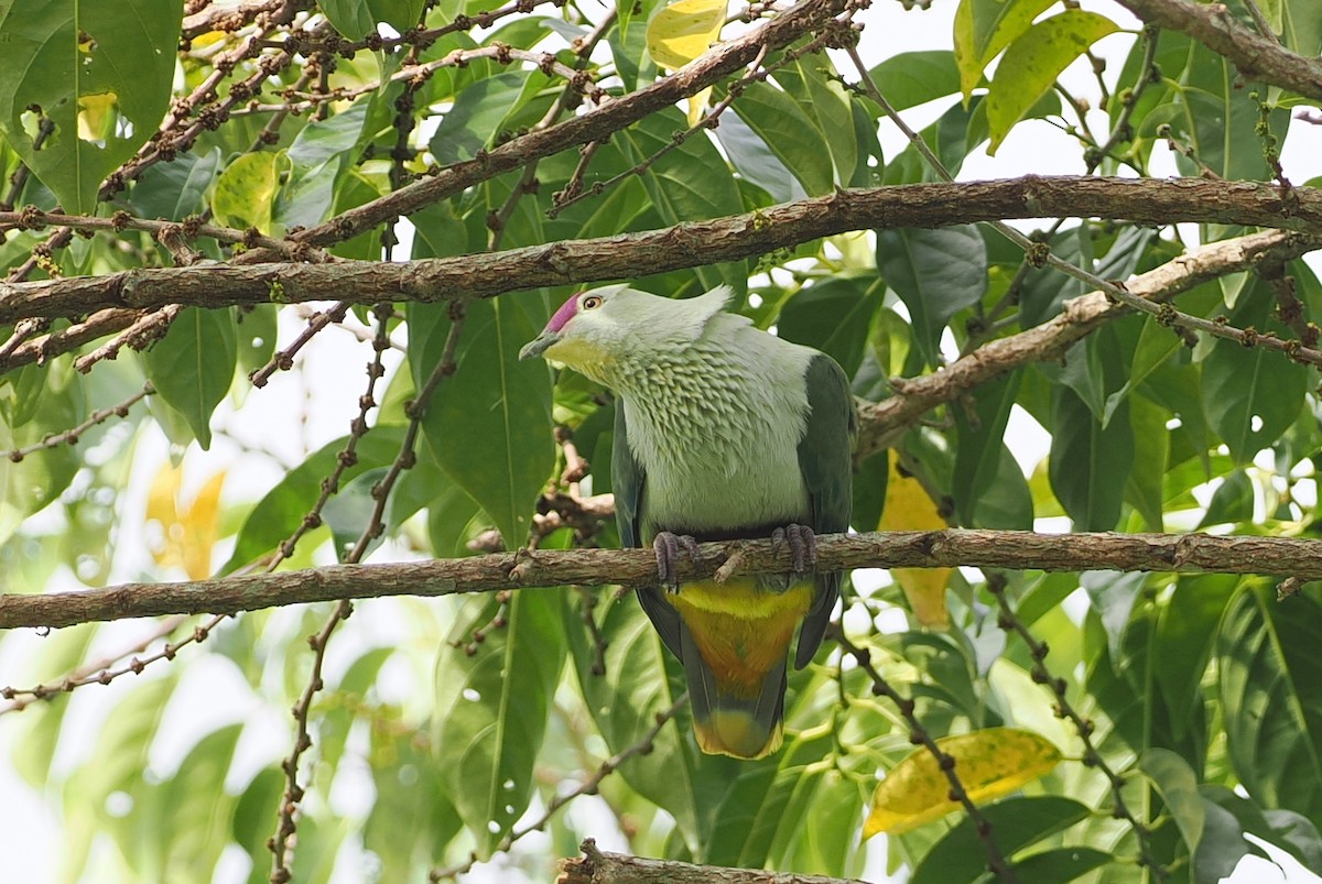 Crimson-crowned Fruit-Dove (Samoan) - ML623098918