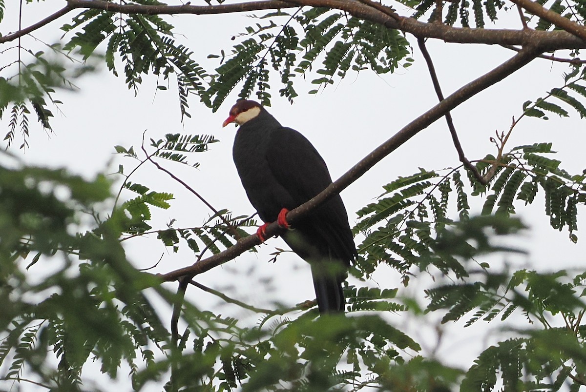 Metallic Pigeon - ML623098937